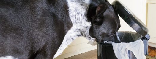 The 10 Best Dog-Proof Trash Cans to Buy in 2024