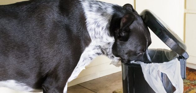 The 10 Best Dog-Proof Trash Cans to Buy in 2022 - PetMag