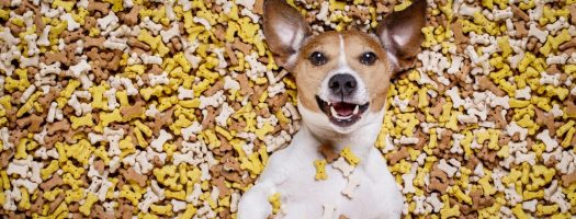 The 8 Best Dog Treats to Buy in 2024