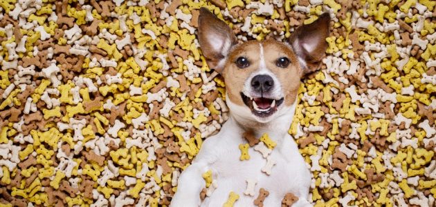 The 8 Best Dog Treats to Buy in 2025