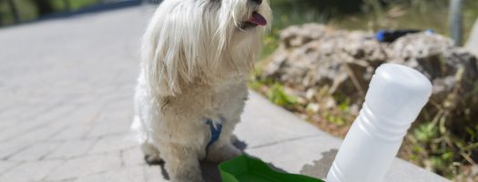 The 9 Best Dog Water Fountains to Buy in 2023