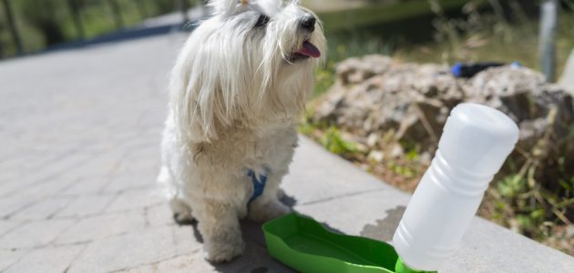 The 9 Best Dog Water Fountains to Buy in 2024