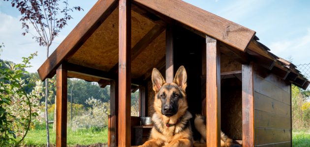 The 8 Best Doghouse Heaters to Buy in 2024