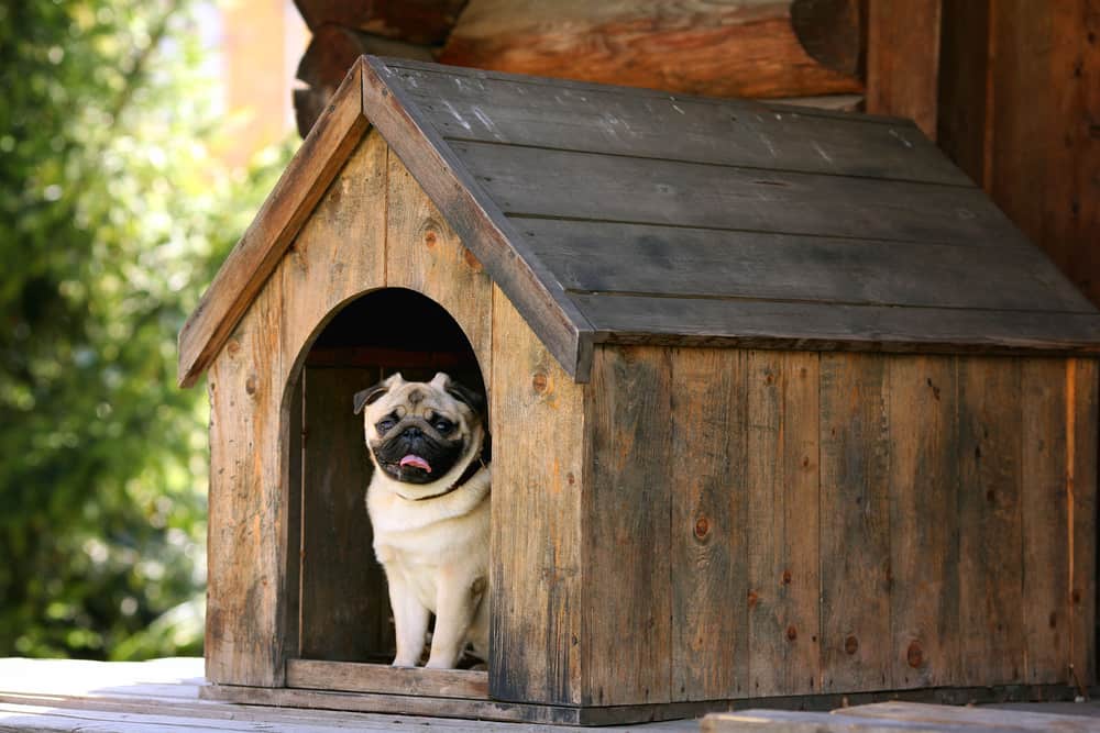 pug in doghouse