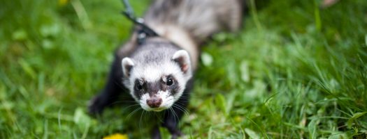 The 8 Best Ferret Harnesses to Buy in 2022