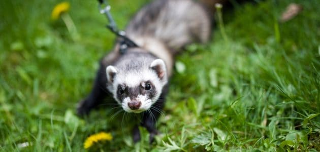 The 8 Best Ferret Harnesses to Buy in 2025