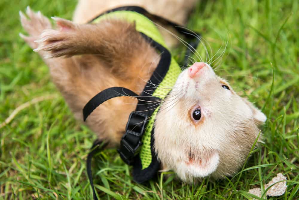 ferret playing on harness