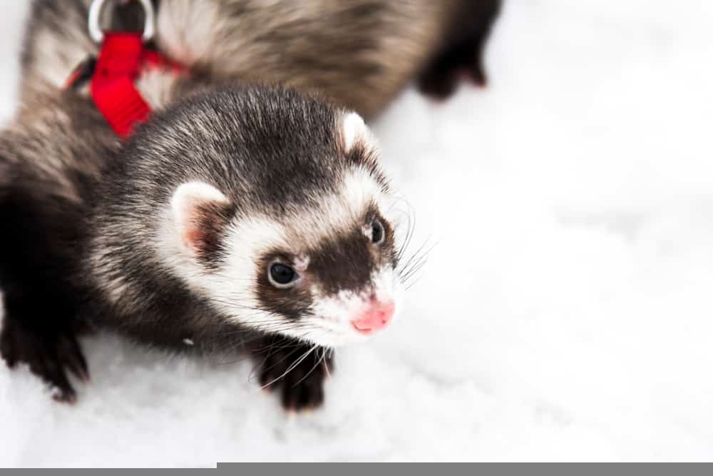 ferret on harness