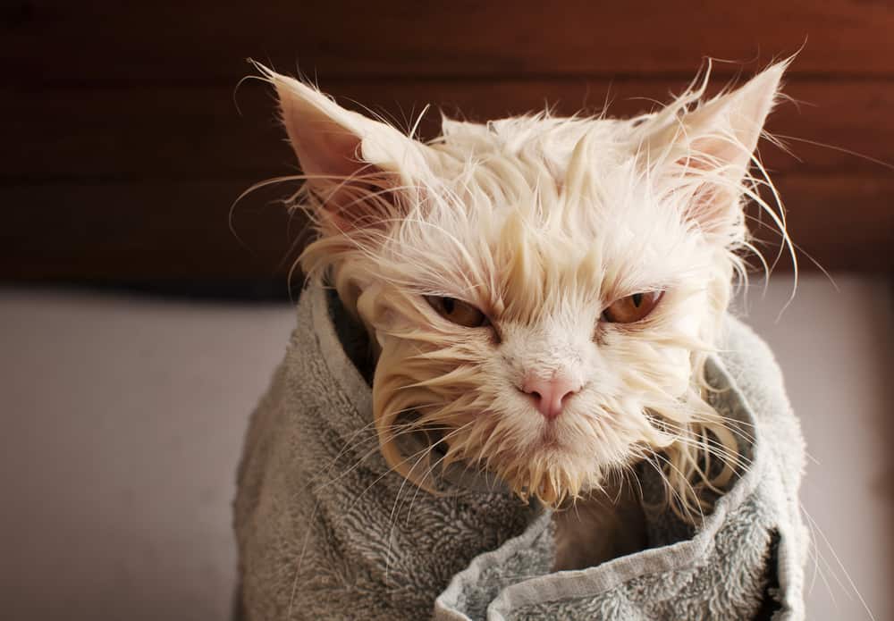 cat after bath in towel
