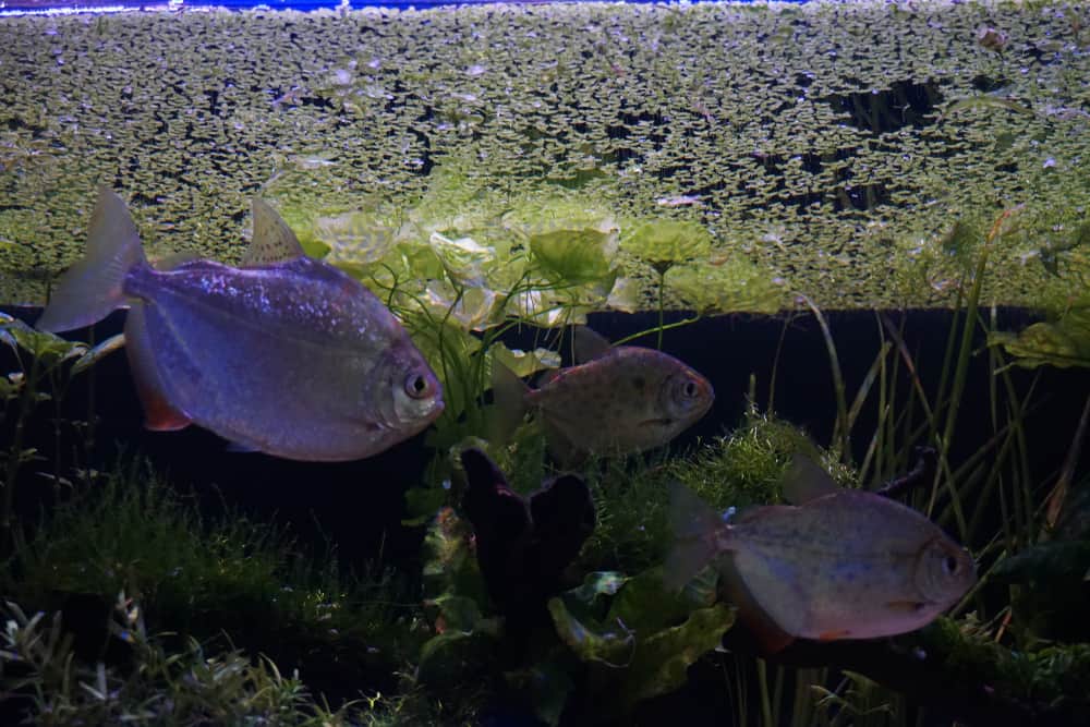 floating plants aquarium