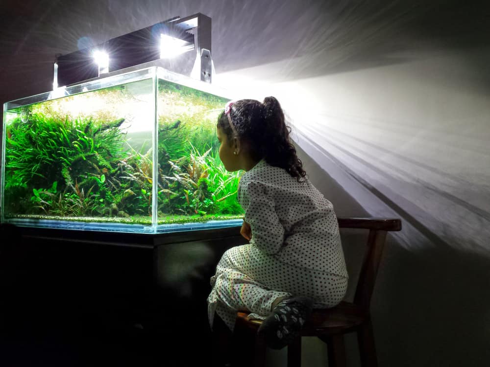 kid plants aquarium