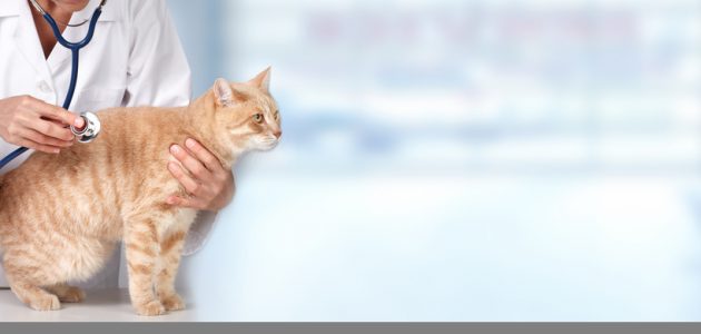 The 10 Best Glucose Meters for Cats in 2024