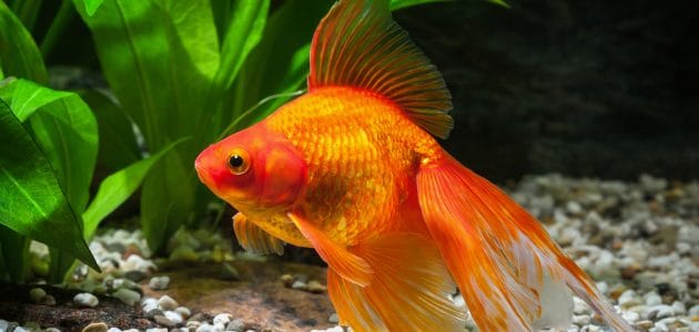 The 10 Best Goldfish Foods to Buy in 2024