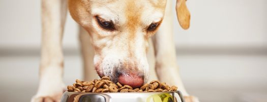 The 12 Best Grain-Free Dog Foods to Buy in 2023