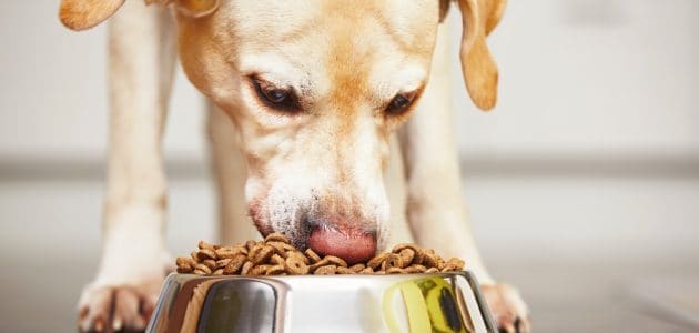 The 12 Best Grain-Free Dog Foods to Buy in 2024
