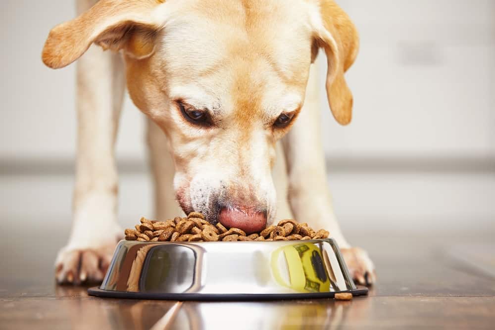 Best tasting grain top free dog food