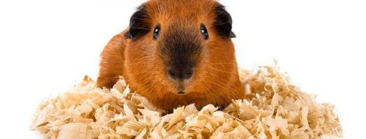 The 10 Best Guinea Pig Bedding to Buy in 2023