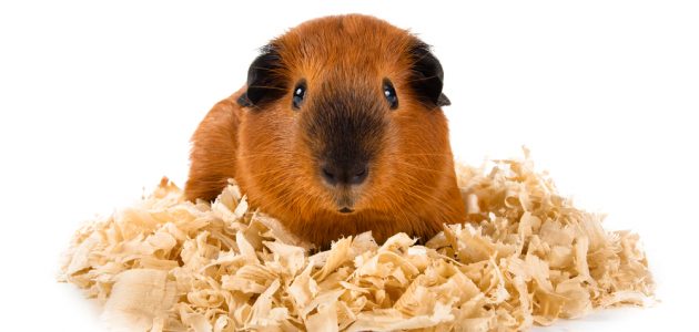 The 10 Best Guinea Pig Bedding to Buy in 2024