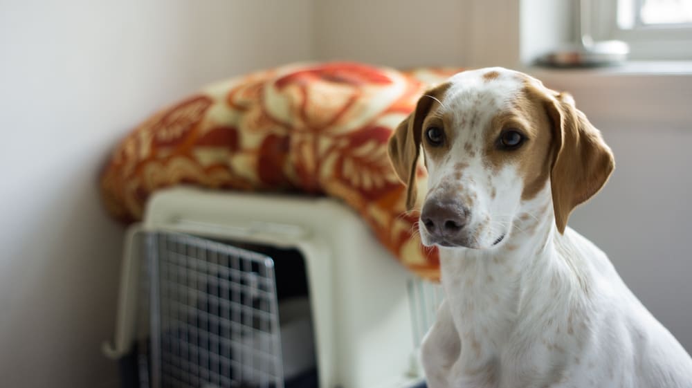 dog with plastic crate in background