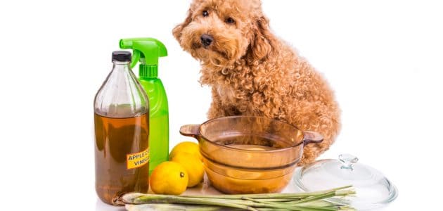 The 12 Best Pet Odor Neutralizers to Buy in 2024