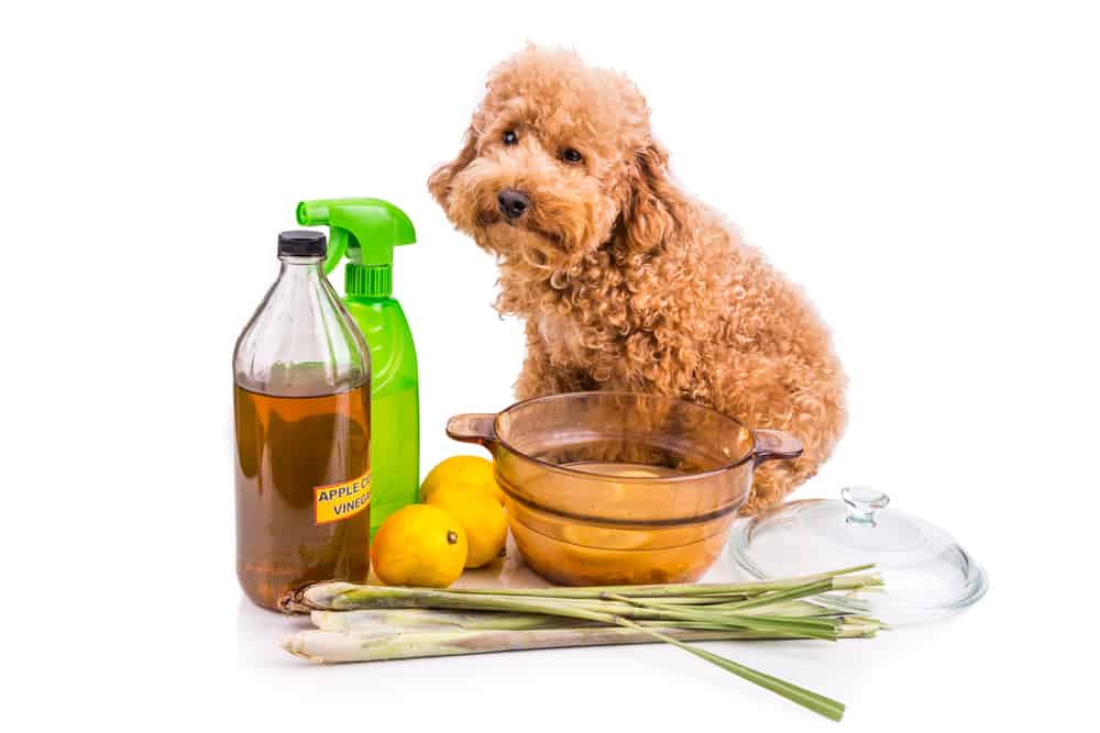 The 12 Best Pet Odor Neutralizers to Buy in 2022 PetMag
