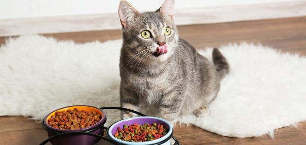 The 10 Best Probiotics for Your Cat in 2025