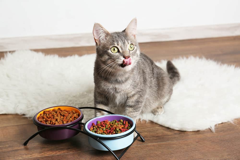 The 10 Best Probiotics for Your Cat in 2026 - PetMag - Cat Calming Probiotics For Stress Caused By Change