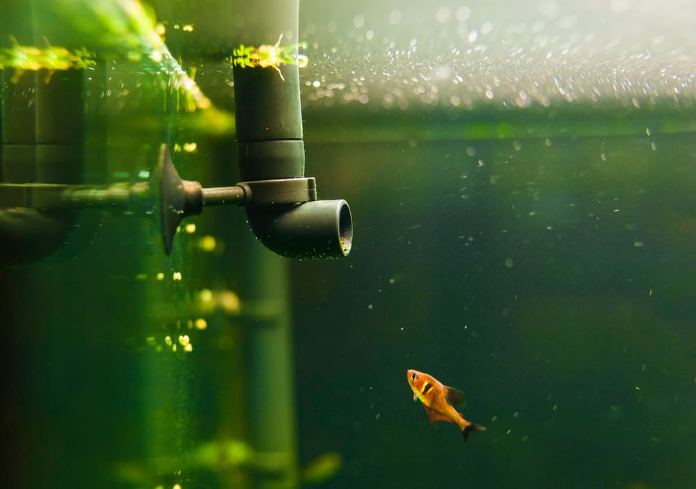 fish examining aquarium water pipe