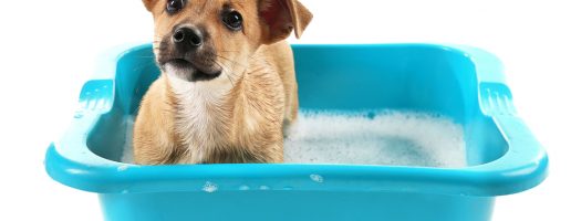 The 10 Best Puppy Shampoos to Buy in 2022