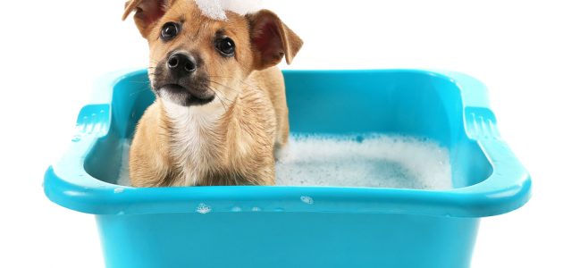 The 10 Best Puppy Shampoos to Buy in 2024