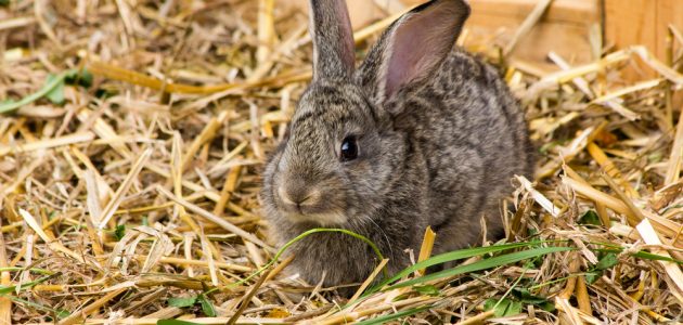 The 8 Best Rabbit Bedding to Buy in 2025