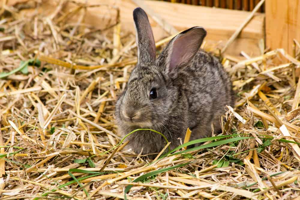 The 8 Best Rabbit Bedding to Buy in 2022 PetMag