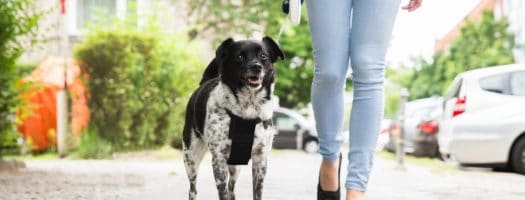 The 10 Best Retractable Dog Leashes to Buy in 202
