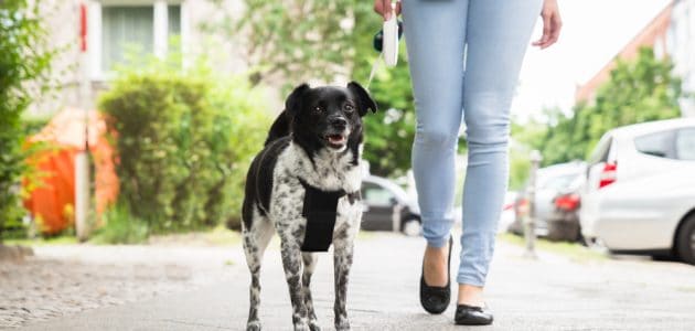 The 10 Best Retractable Dog Leashes to Buy in 202