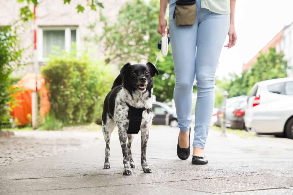 Best retractable dog outlet leash for pitbulls