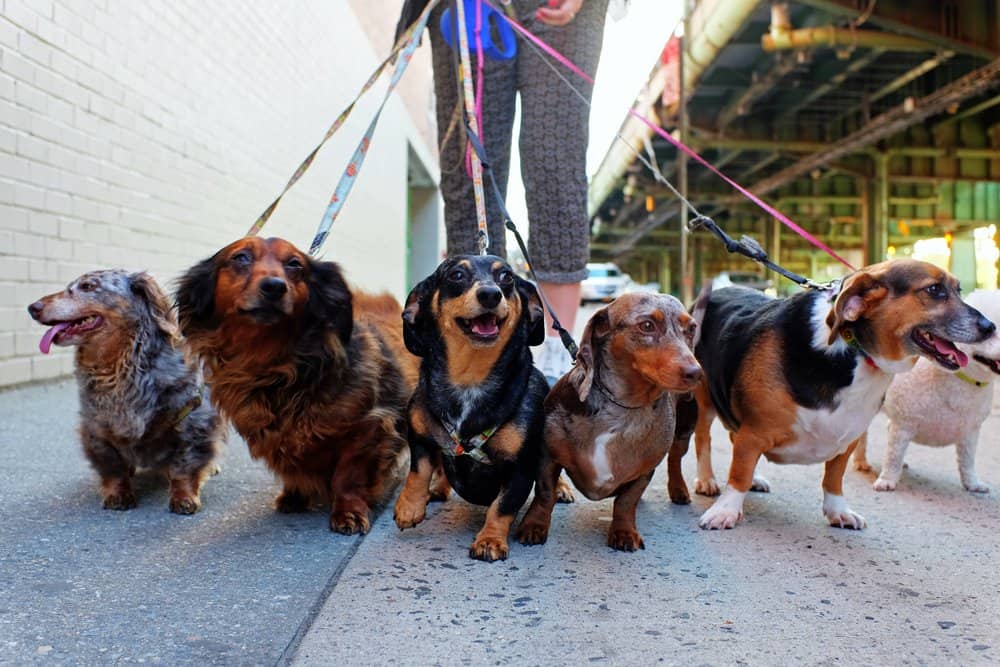 dog walker leash