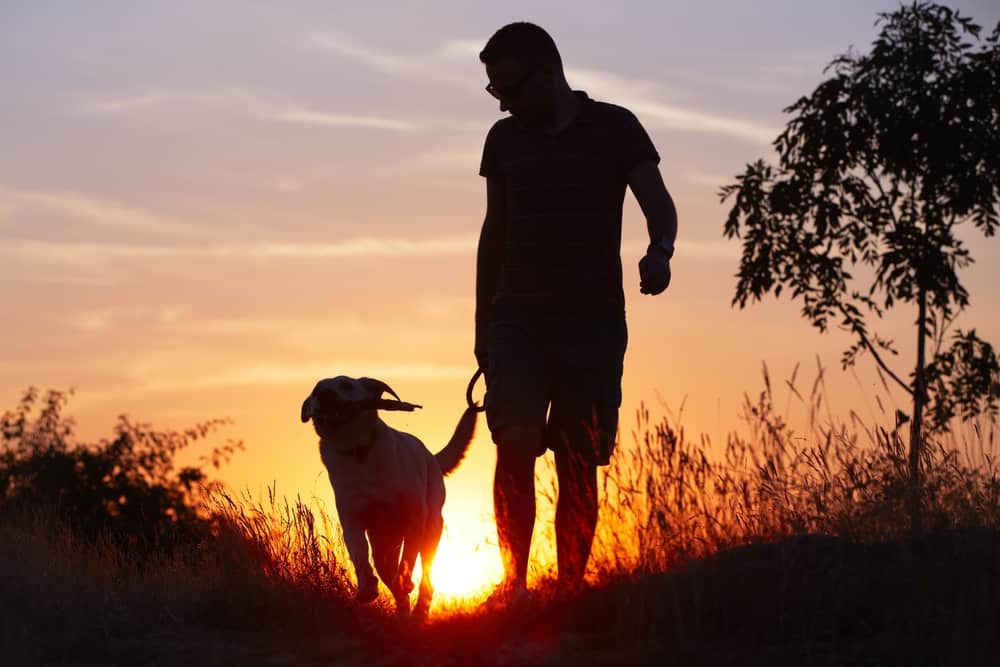walking dog sunset