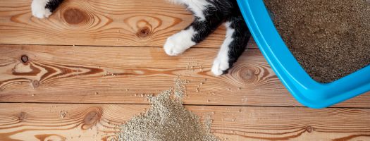 The 10 Best Self-Cleaning Litter Boxes to Buy in 2024