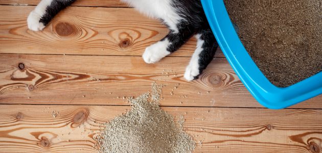 The 10 Best Self-Cleaning Litter Boxes to Buy in 2024