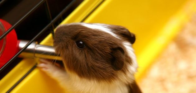 The 8 Best Water Bottles for Guinea Pigs in 2023