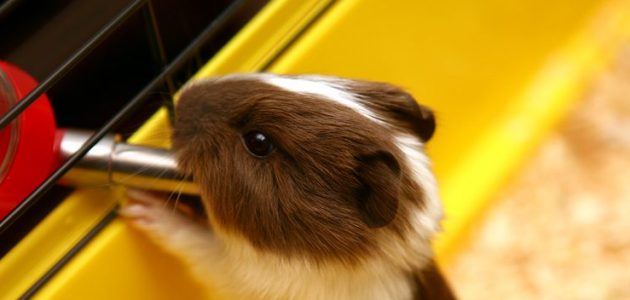 The 8 Best Water Bottles for Guinea Pigs in 2024