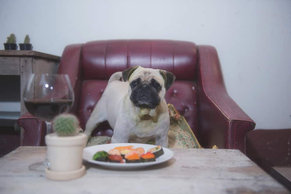 cute pug waiting to eat his sushi