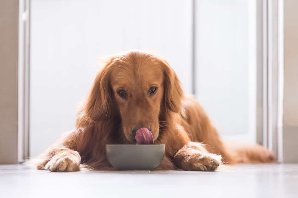 golden retriever eating food out of bowl