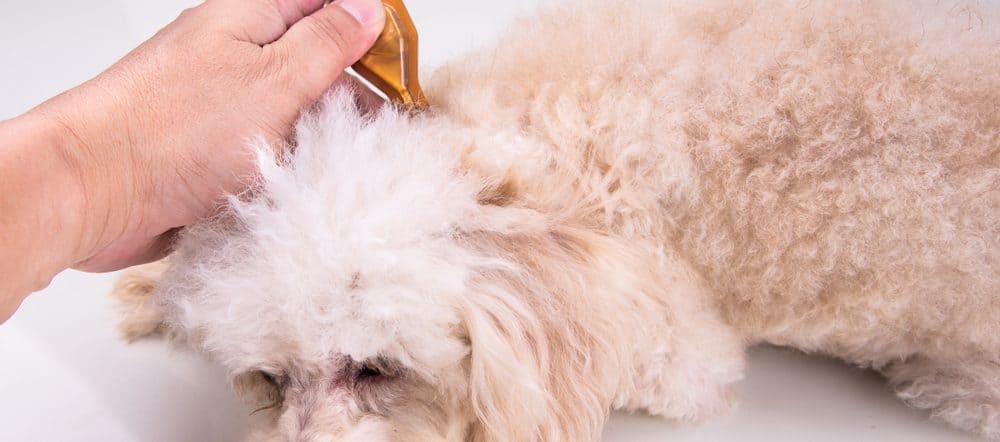 Dog Safety: Peppermint Oil & Other Toxic Essential Oils - PetMag