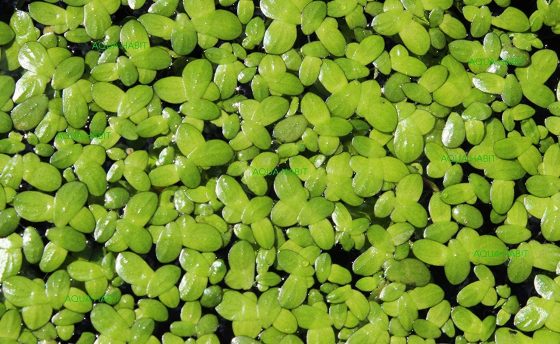 Justdolife 108PCS Artificial Plant Simulated Duckweed Floating Fish Tank Plant