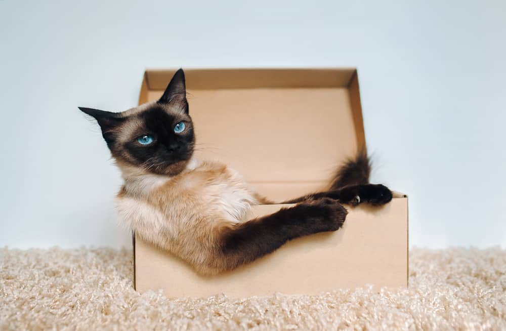 cat sitting in box