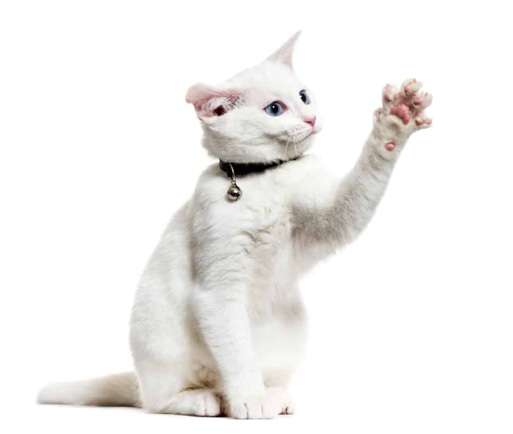  white cat raising paw