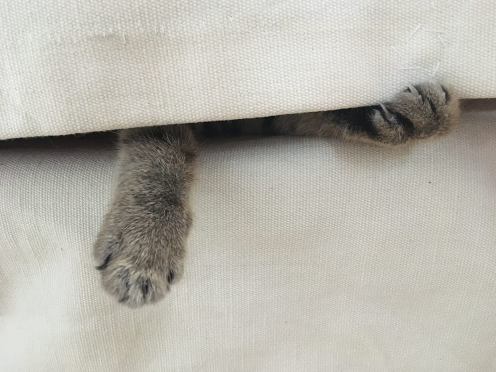 cat reaching paws under cushions