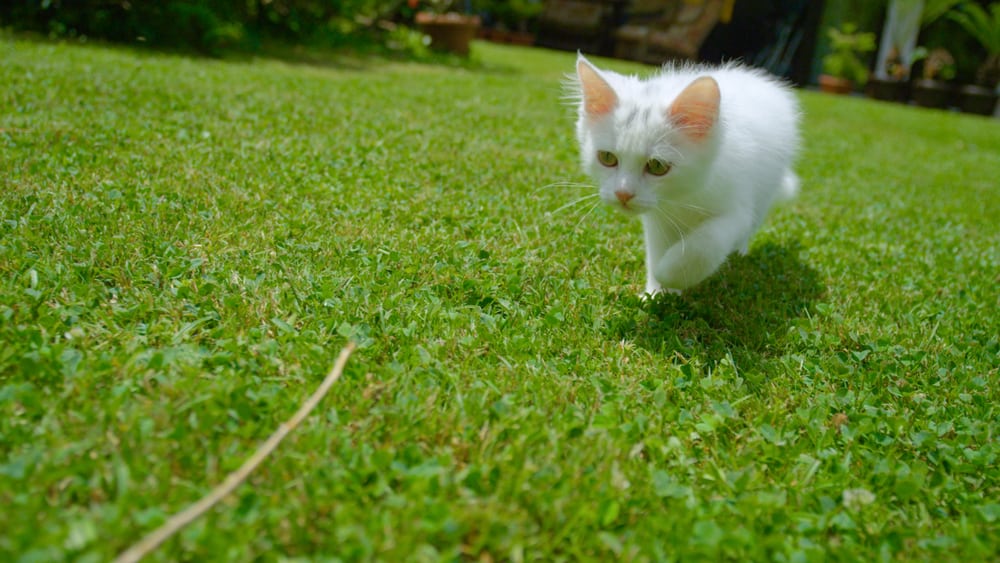 white cat chasing stick