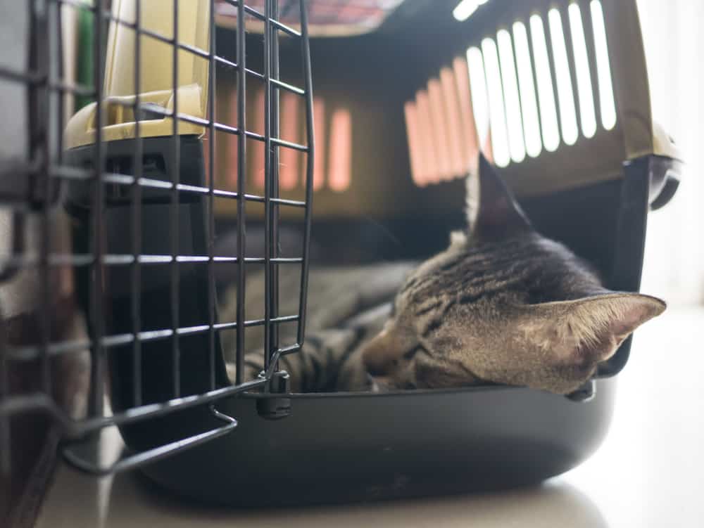 cat sleeping in carrier